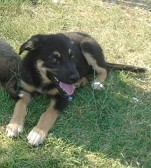 LEXUS, Hund, Mischlingshund in Griechenland - Bild 22