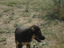 LEXUS, Hund, Mischlingshund in Griechenland - Bild 24