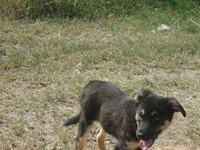 LEXUS, Hund, Mischlingshund in Griechenland - Bild 25