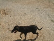 LEXUS, Hund, Mischlingshund in Griechenland - Bild 27