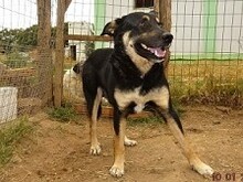 LEXUS, Hund, Mischlingshund in Griechenland - Bild 3