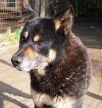 LEXUS, Hund, Mischlingshund in Griechenland - Bild 30