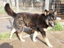LEXUS, Hund, Mischlingshund in Griechenland - Bild 31