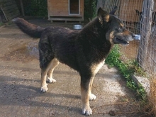 LEXUS, Hund, Mischlingshund in Griechenland - Bild 32