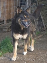 LEXUS, Hund, Mischlingshund in Griechenland - Bild 33