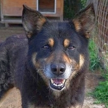 LEXUS, Hund, Mischlingshund in Griechenland - Bild 34