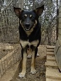LEXUS, Hund, Mischlingshund in Griechenland - Bild 4