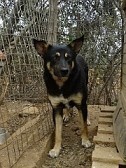 LEXUS, Hund, Mischlingshund in Griechenland - Bild 5