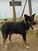 LEXUS, Hund, Mischlingshund in Griechenland - Bild 6
