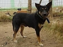 LEXUS, Hund, Mischlingshund in Griechenland - Bild 7