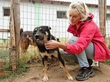 LEXUS, Hund, Mischlingshund in Griechenland - Bild 9