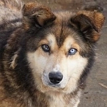 LEXY, Hund, Mischlingshund in Griechenland - Bild 1