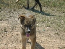 LEXY, Hund, Mischlingshund in Griechenland - Bild 12