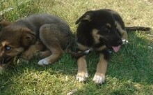LEXY, Hund, Mischlingshund in Griechenland - Bild 14