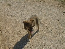 LEXY, Hund, Mischlingshund in Griechenland - Bild 16