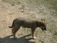 LEXY, Hund, Mischlingshund in Griechenland - Bild 17