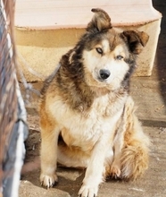 LEXY, Hund, Mischlingshund in Griechenland - Bild 21