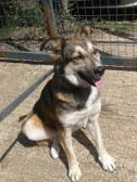 LEXY, Hund, Mischlingshund in Griechenland - Bild 3