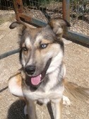 LEXY, Hund, Mischlingshund in Griechenland - Bild 4