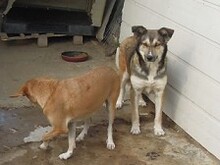 LEXY, Hund, Mischlingshund in Griechenland - Bild 6