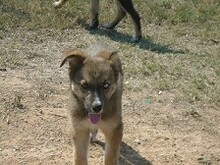 LEXY, Hund, Mischlingshund in Syke - Bild 12