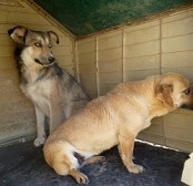 LEXY, Hund, Mischlingshund in Syke - Bild 9