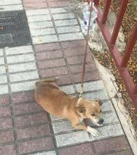 MIMI, Hund, Mischlingshund in Spanien - Bild 1