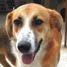 VALASIA, Hund, Mischlingshund in Griechenland - Bild 1