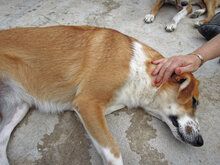 VALASIA, Hund, Mischlingshund in Griechenland - Bild 10