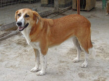 VALASIA, Hund, Mischlingshund in Griechenland - Bild 11