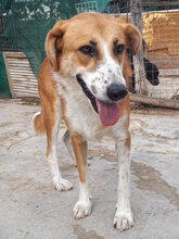 VALASIA, Hund, Mischlingshund in Griechenland - Bild 12
