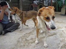VALASIA, Hund, Mischlingshund in Griechenland - Bild 13