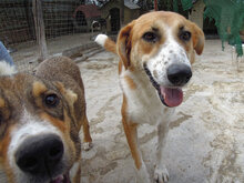 VALASIA, Hund, Mischlingshund in Griechenland - Bild 14