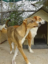 VALASIA, Hund, Mischlingshund in Griechenland - Bild 15