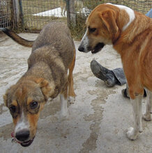 VALASIA, Hund, Mischlingshund in Griechenland - Bild 16