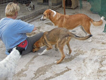 VALASIA, Hund, Mischlingshund in Griechenland - Bild 17