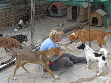 VALASIA, Hund, Mischlingshund in Griechenland - Bild 18