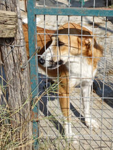 VALASIA, Hund, Mischlingshund in Griechenland - Bild 2