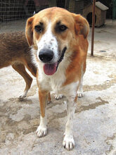 VALASIA, Hund, Mischlingshund in Griechenland - Bild 3