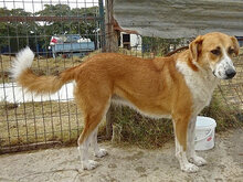 VALASIA, Hund, Mischlingshund in Griechenland - Bild 4