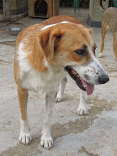 VALASIA, Hund, Mischlingshund in Griechenland - Bild 5