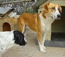 VALASIA, Hund, Mischlingshund in Griechenland - Bild 6