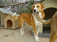 VALASIA, Hund, Mischlingshund in Griechenland - Bild 7