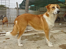 VALASIA, Hund, Mischlingshund in Griechenland - Bild 8