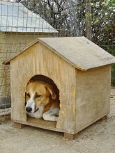 VALASIA, Hund, Mischlingshund in Griechenland - Bild 9