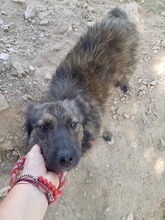 JACK, Hund, Mischlingshund in Bulgarien - Bild 1