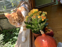 NASKO, Katze, Hauskatze in Bulgarien - Bild 2