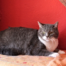 SAKURA, Katze, Europäisch Kurzhaar in Spanien - Bild 1