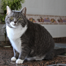 SAKURA, Katze, Europäisch Kurzhaar in Spanien - Bild 2