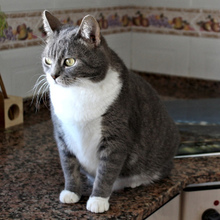 SAKURA, Katze, Europäisch Kurzhaar in Spanien - Bild 4